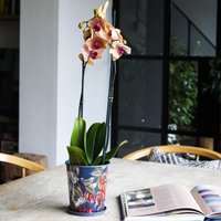 Royal Botanic Gardens Kew Kew Temperate House 16Cm Planter w/ Saucer 16Cm | Metal | Detachable Saucer | Light Weight | Premium Quality | 2 Sizes
