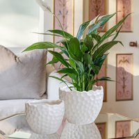 Botanical Textured Planter H17cm D21cm Ceramic Textured Premium Quality