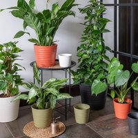 Ivyline Oslo Olive Taper Planter - H27cm D32cm | 4 Colours & 2 Sizes Available Online | Ceramic | Made in Europe