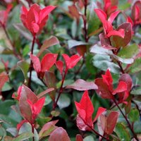 Little Robin Christmas Berry Shrub Photinia x Fraseri Pot Green
