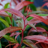 Burning Love Switch Ivy Outdoor Shrub Leucothoe Keiskei Pot