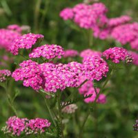 Cerise Queen Yarrow Sneezewort Perennials Flowering Plants Achillea Pot