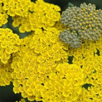 Moonshine Yarrow Sneezewort Perennials Flowering Plants Achillea Pot