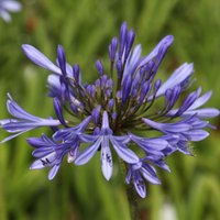 African Lily Perennials Flowering Plants Agapanthus Africanus Pot