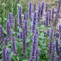 Fortune Mexican Giant Hyssop Perennials Flowering Plants Agastache Pot Green