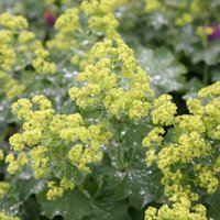s Mantle Perennials Flowering Plants Alchemilla Mollis Pot
