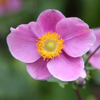 Hadspen Abundance Japanese Windflower Perennials Flowering Plants Anemone Pot