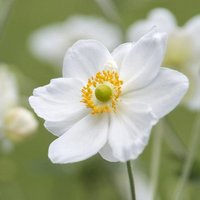 Honorine Jobert Japanese Anemone Perennials Flowering Plants Pot