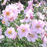 Konigin Charlotte Japanese Anemone Perennials Flowering Plants Pot