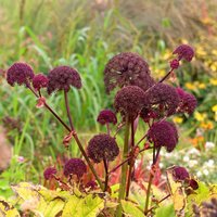 Perennials Flowering Plants Angelica Gigas Purple Flowering Pot