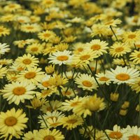 E.C. Buxton Dyers Chamomile Perennials Flowering Plants Anthemis Pot