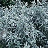 Silver Queen Western Mugwort Perennials Flowering Plants Artemisia Pot