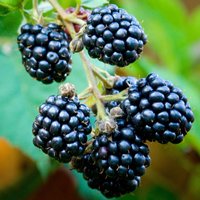 Blackberry Loch Ness Fruit Bush Rubus Fruiting Berry Shrub Pot