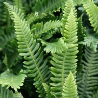 Hard Deer Fern Blechnum Spicant Hardy Outdoor Ferns Jungle Pot