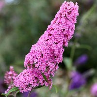Pink Delight Butterfly Bush Outdoor Shrub Buddleja Pot