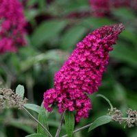 Royal Butterfly Bush Outdoor Shrub Buddleja Davidii Pot Green