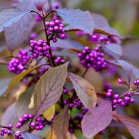 Giraldii Profusion Beauty Berry Shrub Callicarpa Bodinieri Var. Pot