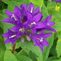 Superba Clustered Bellflower Perennial Flowering Campanula Pot