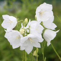 Alba Peach Leaved Bellflower Perennials Flowering Plants Campanula Pot