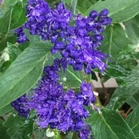 Heavenly Bluebeard Shrub Caryopteris x Clandonensis Pot Green
