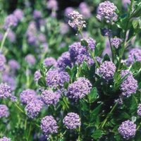 Autumnal Californian Lilac Outdoor Shrub Ceanothus Pot Green