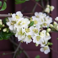 Nivalis Flowering Quince Shrub Chaenomeles Speciosa Pot
