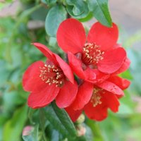 Crimson & Gold Flowering Quince Shrub Chaenomeles x Superba Pot