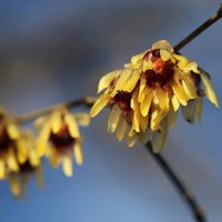 Wintersweet Outdoor Shrub Chimonanthus Praecox Garden Plants Pot