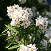 Mexican Orange Blossom Shrub Choisya x Dewitteana Pot