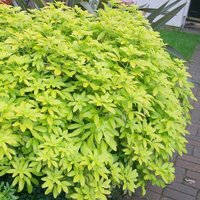 Sundance Mexican Orange Blossom Shrub Choisya Ternata Pot