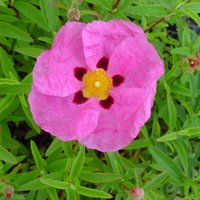 Rock Rose Outdoor Shrub Cistus x Purpureus Pot
