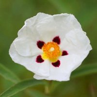 Alan Fradd Rock Rose Outdoor Shrub Cistus x Purpureus Pot