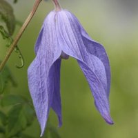 Clematis Frances Rivis Flowering Vine Climbing 60cm Cane Pot