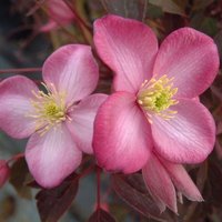 Clematis Freda Flowering Vine Climbing 60cm Cane Pot