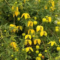 Clematis tangutica Flowering Vine Climbing 60cm Cane Pot