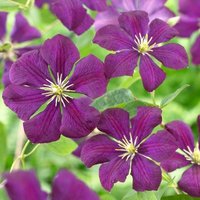 Clematis Etoile Violette Flowering Vine Climbing 60cm Cane Pot