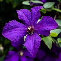 Clematis Polish Spirit Flowering Vine Climbing 60cm Cane Pot