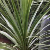 Cabbage Palm Tree Outdoor Shrub Cordyline Australis Pot