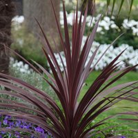 Star Cabbage Palm Outdoor Shrub Cordyline Australis Pot Green