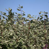 Elegantissima Barked Dogwood Shrub Cornus Alba Pot Green