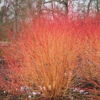 Midwinter Fire Dogwood Outdoor Shrub Cornus Sanguinea Pot