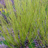 Flaviramea Golden Twig Dogwood Shrub Cornus Sericea Pot