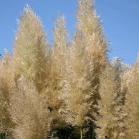Pumila Pampas Grass Cortaderia Selloana Outdoor Ornamental Pot