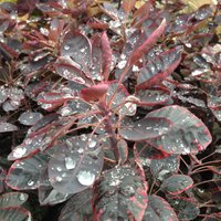 Royal Purple Smoke Bush Outdoor Shrub Cotinus Coggygria Pot