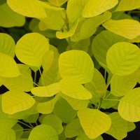 Golden Spirit Smoke Bush Outdoor Shrub Cotinus Coggygria Pot