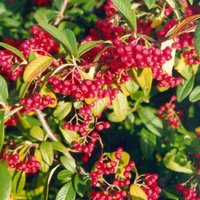 Cornubia Cotoneaster Outdoor Shrub Cotoneaster Garden Plants Pot
