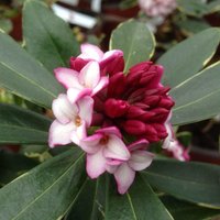 Aureomarginata Daphne Outdoor Shrub Daphne Odora Pot
