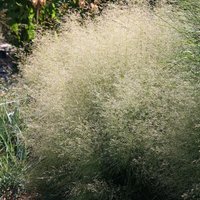 Goldtau Tufted Hair Grass Deschampsia Cespitosa Outdoor Ornamental Pot