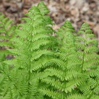 Golden Male Fern Cristata Dryopteris Affinis Outdoor Ferns Jungle Pot