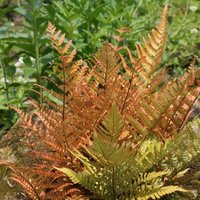 Buckler Fern Dryopteris Erythrosora Hardy Outdoor Ferns Jungle Pot